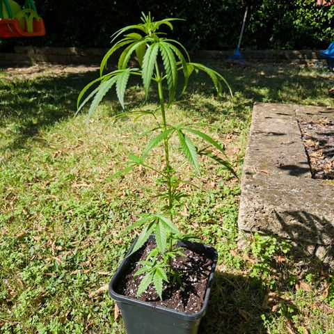 OG Kush Clone (1 time) growlog timeline photo
