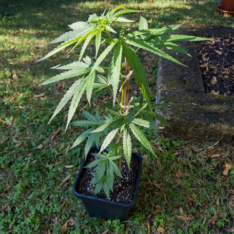 OG Kush Clone (1 time) growlog timeline photo