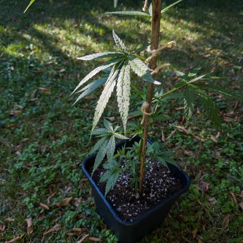 OG Kush Clone (1 time) growlog timeline photo
