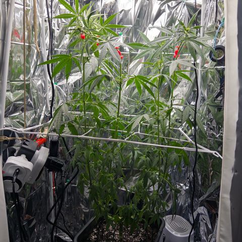 O.G. Kush Mainlining (first time🤞🏻) growlog timeline photo
