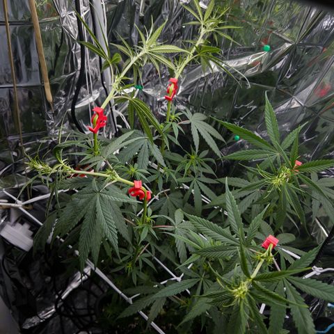 O.G. Kush Mainlining (first time🤞🏻) growlog timeline photo