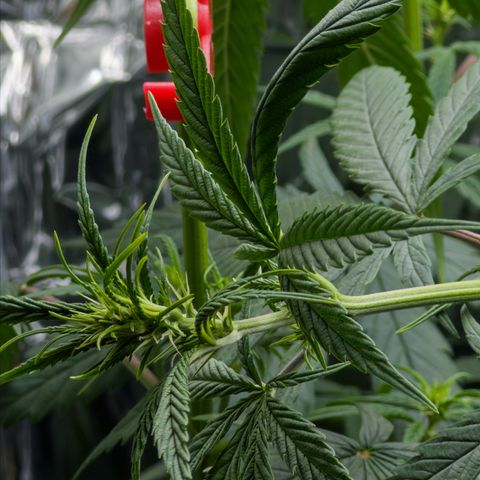 O.G. Kush Mainlining (first time🤞🏻) growlog timeline photo