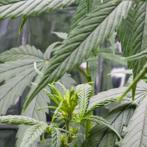 O.G. Kush Mainlining (first time🤞🏻) growlog timeline photo