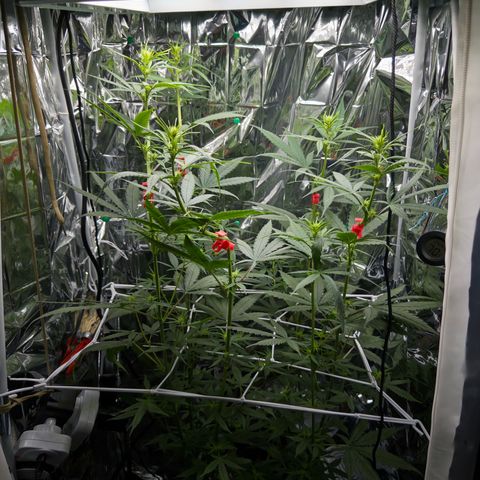 O.G. Kush Mainlining (first time🤞🏻) growlog timeline photo