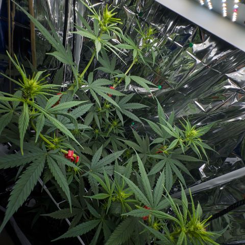 O.G. Kush Mainlining (first time🤞🏻) growlog timeline photo