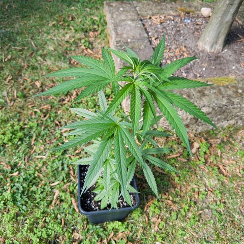 OG Kush Clone (1 time) growlog timeline photo