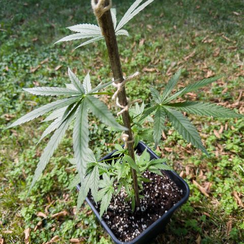 OG Kush Clone (1 time) growlog timeline photo