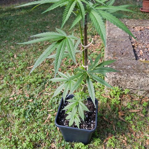 OG Kush Clone (1 time) growlog timeline photo