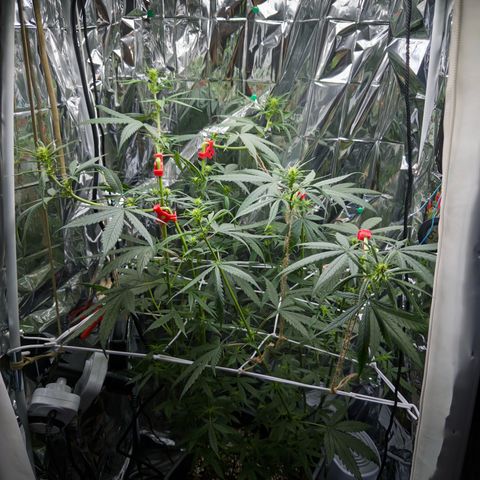 O.G. Kush Mainlining (first time🤞🏻) growlog timeline photo