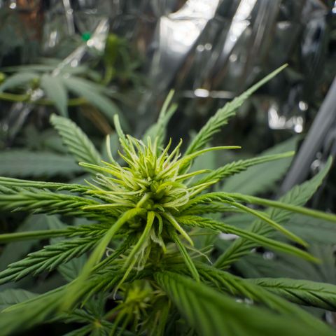 O.G. Kush Mainlining (first time🤞🏻) growlog timeline photo