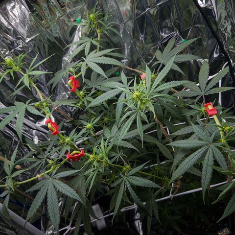 O.G. Kush Mainlining (first time🤞🏻) growlog timeline photo