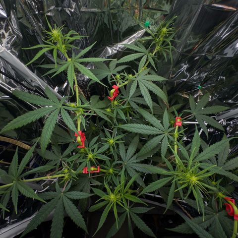 O.G. Kush Mainlining (first time🤞🏻) growlog timeline photo