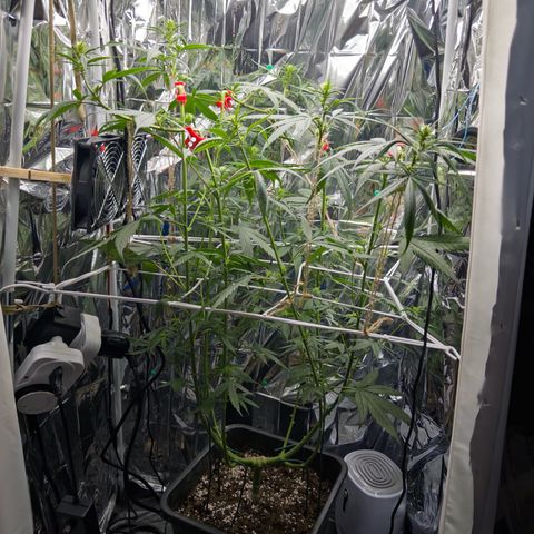 O.G. Kush Mainlining (first time🤞🏻) growlog timeline photo