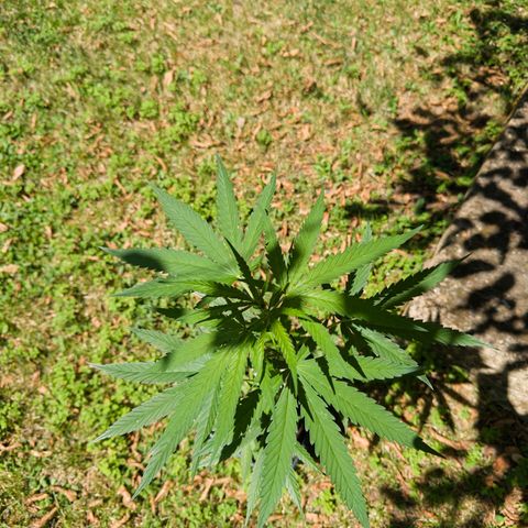 OG Kush Clone (1 time) growlog timeline photo