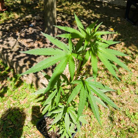 OG Kush Clone (1 time) growlog timeline photo