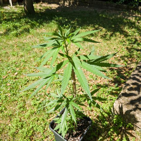 OG Kush Clone (1 time) growlog timeline photo
