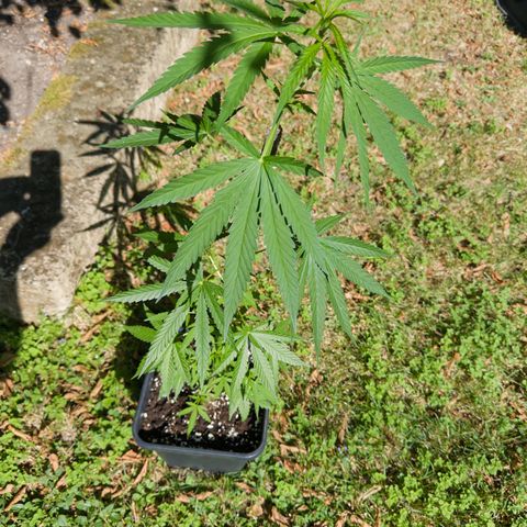 OG Kush Clone (1 time) growlog timeline photo