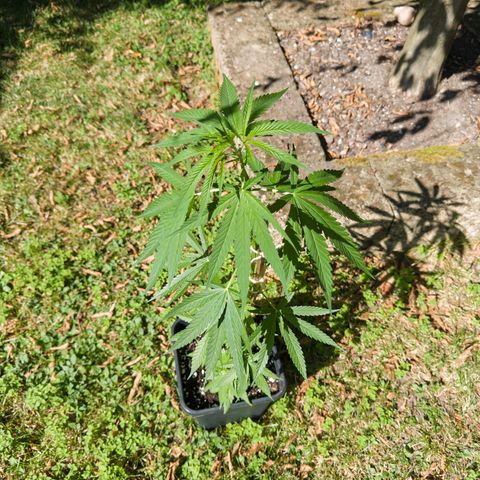 OG Kush Clone (1 time) growlog timeline photo