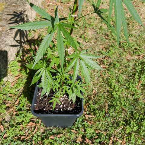 OG Kush Clone (1 time) growlog timeline photo