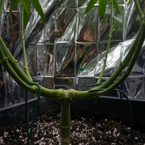 O.G. Kush Mainlining (first time🤞🏻) growlog timeline photo