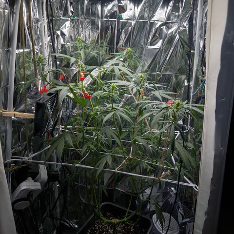 O.G. Kush Mainlining (first time🤞🏻) growlog timeline photo