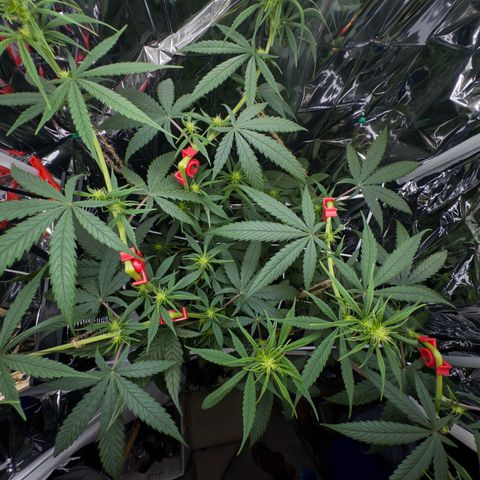 O.G. Kush Mainlining (first time🤞🏻) growlog timeline photo