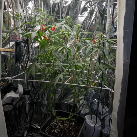 O.G. Kush Mainlining (first time🤞🏻) growlog timeline photo