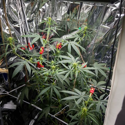 O.G. Kush Mainlining (first time🤞🏻) growlog timeline photo