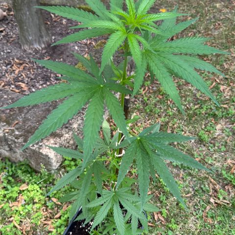 OG Kush Clone (1 time) growlog timeline photo