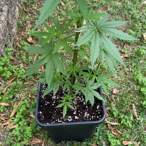 OG Kush Clone (1 time) growlog timeline photo