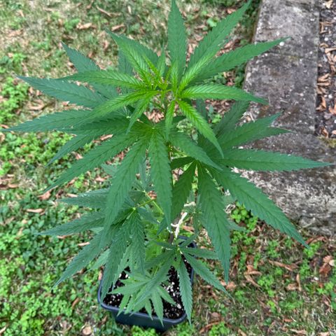 OG Kush Clone (1 time) growlog timeline photo