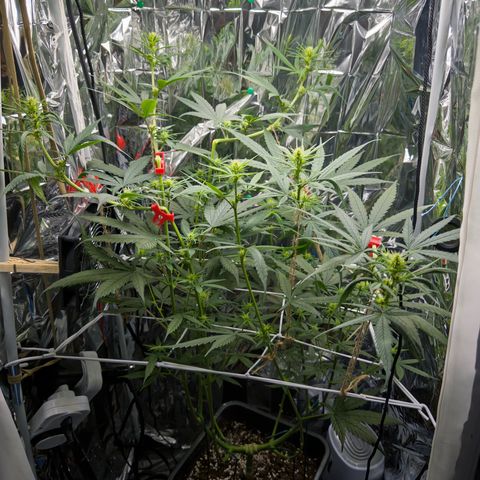 O.G. Kush Mainlining (first time🤞🏻) growlog timeline photo
