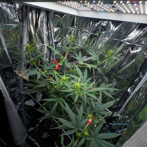 O.G. Kush Mainlining (first time🤞🏻) growlog timeline photo