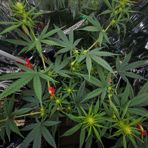 O.G. Kush Mainlining (first time🤞🏻) growlog timeline photo