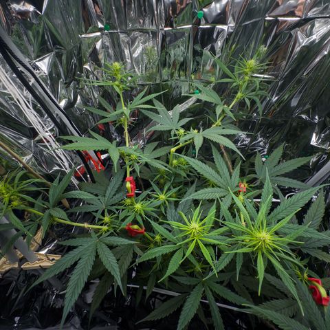 O.G. Kush Mainlining (first time🤞🏻) growlog timeline photo