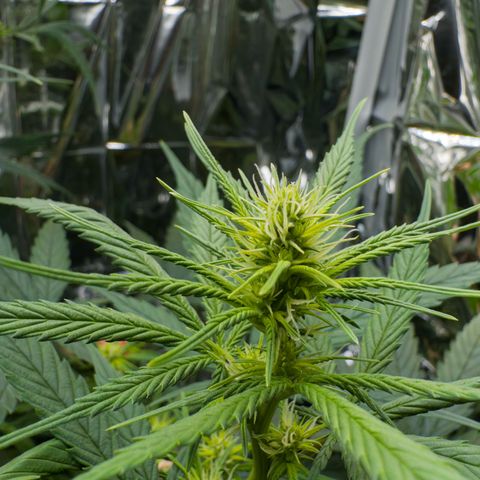 O.G. Kush Mainlining (first time🤞🏻) growlog timeline photo
