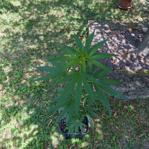 OG Kush Clone (1 time) growlog timeline photo