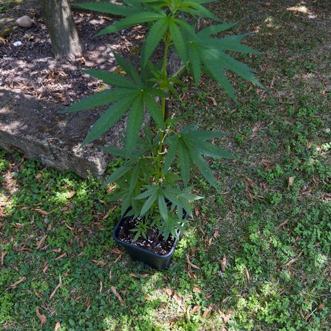 OG Kush Clone (1 time) growlog timeline photo