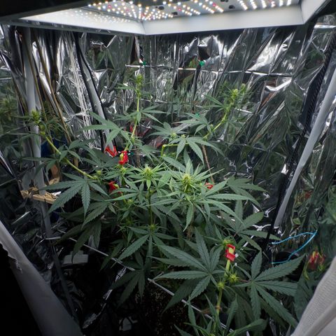 O.G. Kush Mainlining (first time🤞🏻) growlog timeline photo