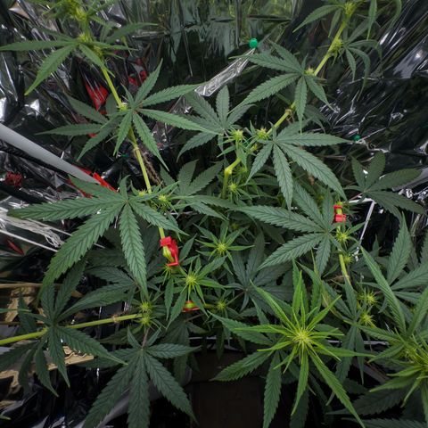 O.G. Kush Mainlining (first time🤞🏻) growlog timeline photo