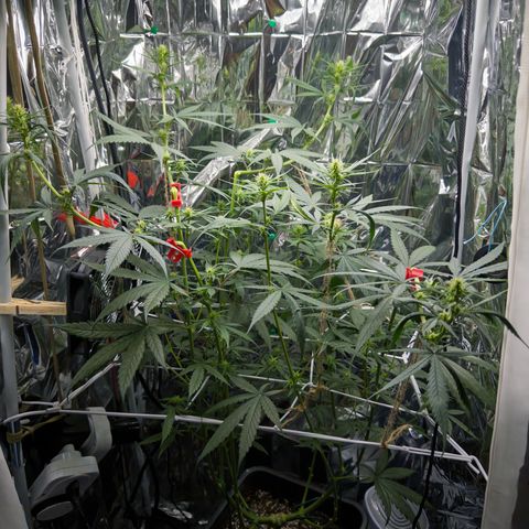 O.G. Kush Mainlining (first time🤞🏻) growlog timeline photo