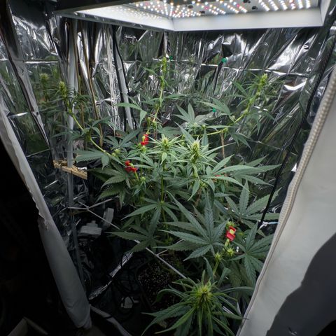 O.G. Kush Mainlining (first time🤞🏻) growlog timeline photo