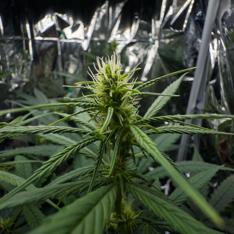O.G. Kush Mainlining (first time🤞🏻) growlog timeline photo