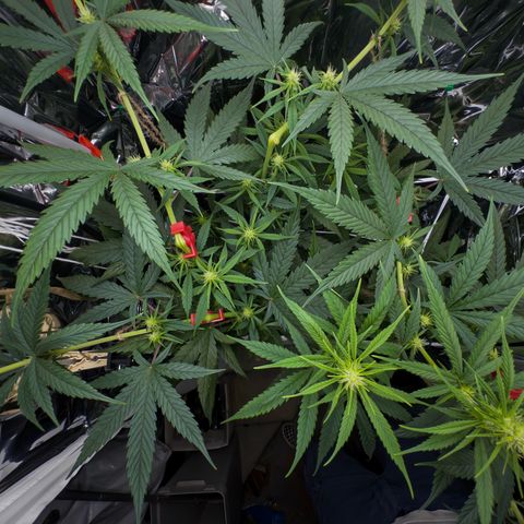 O.G. Kush Mainlining (first time🤞🏻) growlog timeline photo