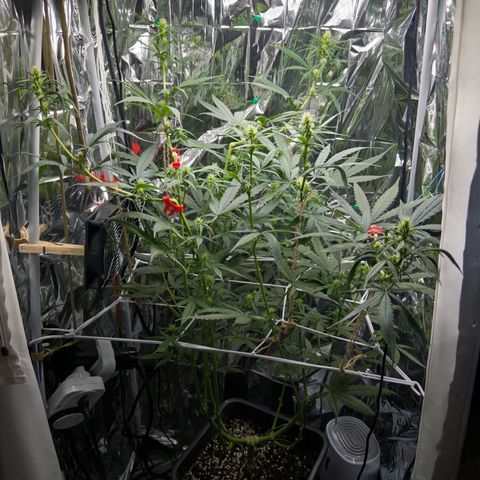 O.G. Kush Mainlining (first time🤞🏻) growlog timeline photo