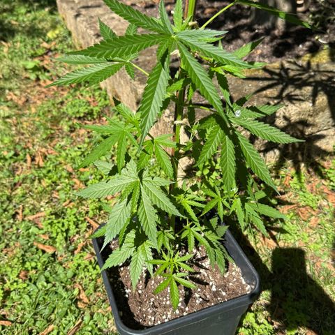 OG Kush Clone (1 time) growlog timeline photo