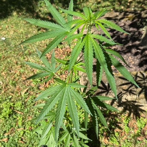 OG Kush Clone (1 time) growlog timeline photo