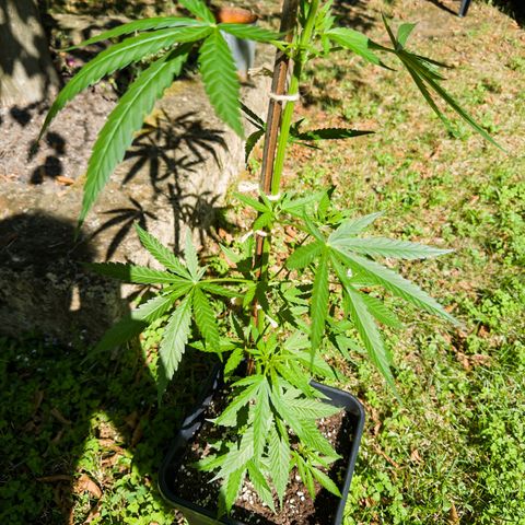OG Kush Clone (1 time) growlog timeline photo