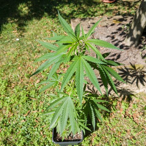 OG Kush Clone (1 time) growlog timeline photo