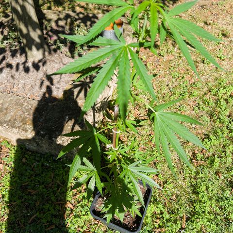 OG Kush Clone (1 time) growlog timeline photo
